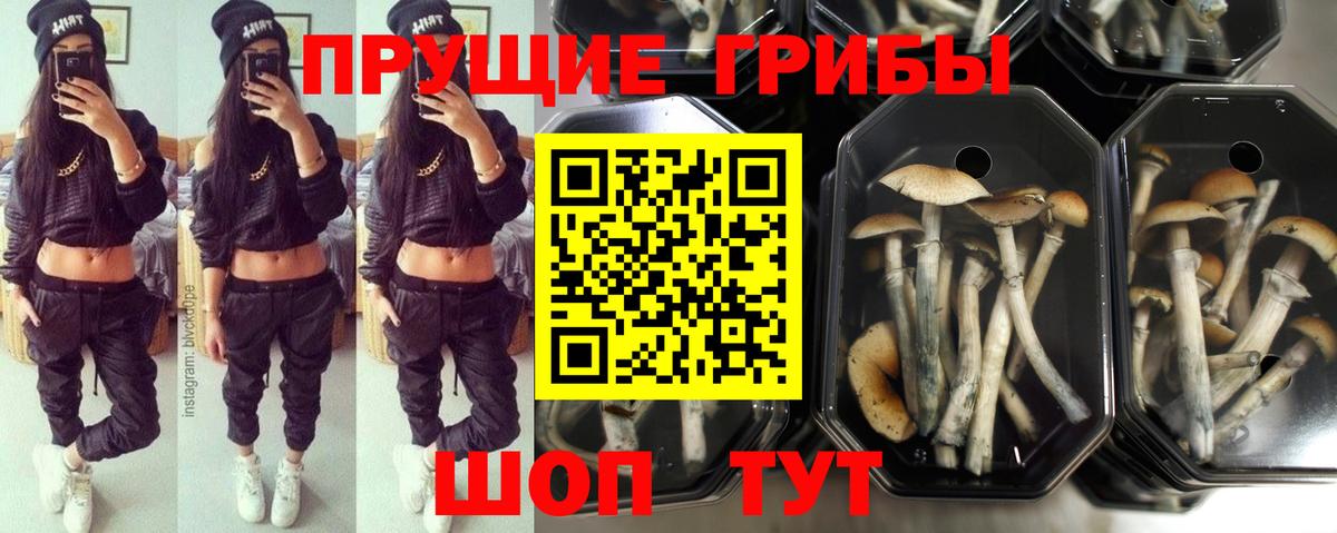 Каменка  Псилоцибиновые грибы Cubensis  Вход с VPN 